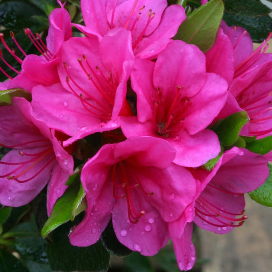 Azalea 'Corany' 3L