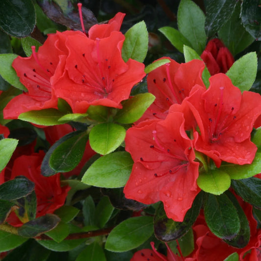Azalea 'Geisha Orange' 3L