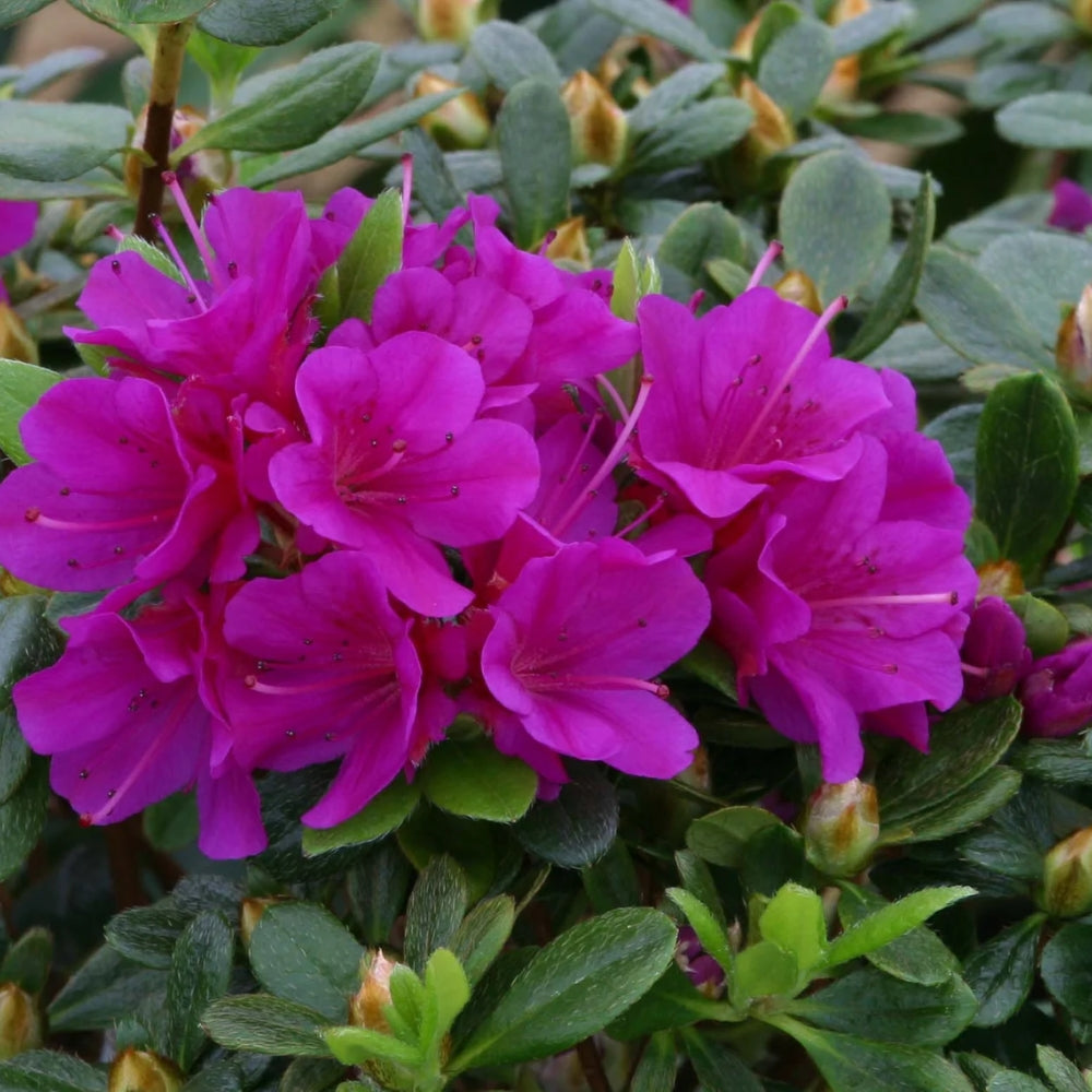Azalea 'Geisha Purple' 3L