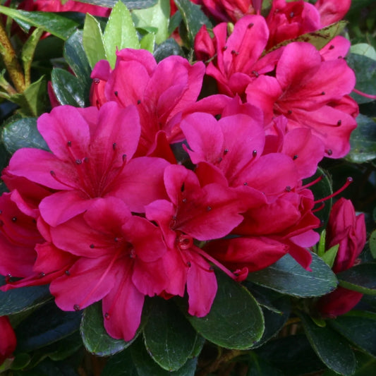Azalea 'Geisha Red' 3L