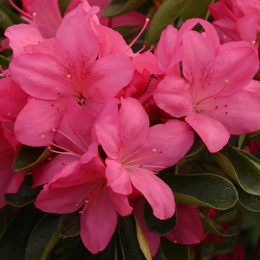 Azalea 'Gilbert Mullie' 3L