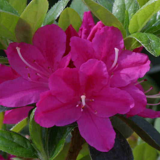 Azalea 'Kermesina' 3L