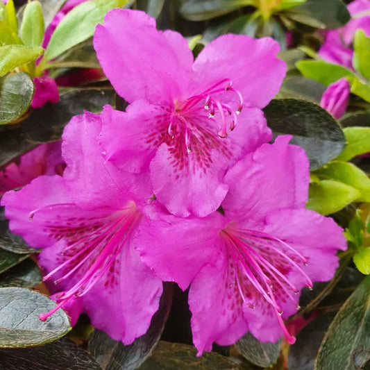 Azalea 'Konigstein' 3L