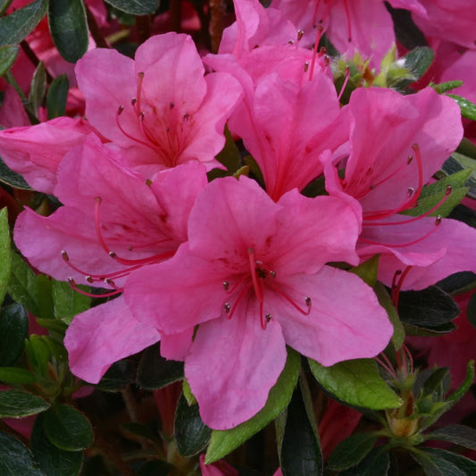 Azalea 'Madame Van Hecke' 3L