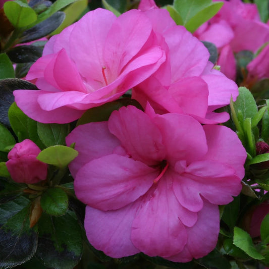 Azalea 'Maria Elena' 3L