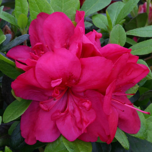 Azalea 'Mother's Day' 3L