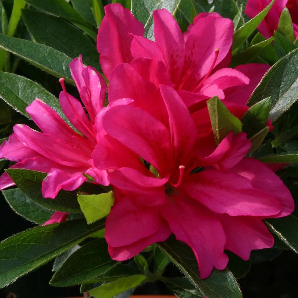 Azalea 'Rosa' 3L