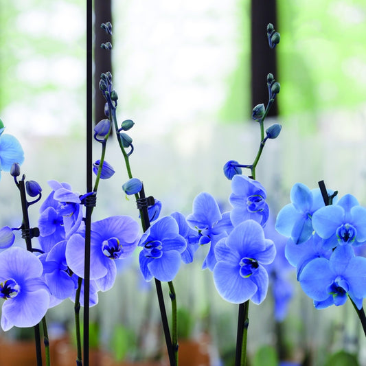 Bamboo Plant Support Sticks 60cm Pack of 25