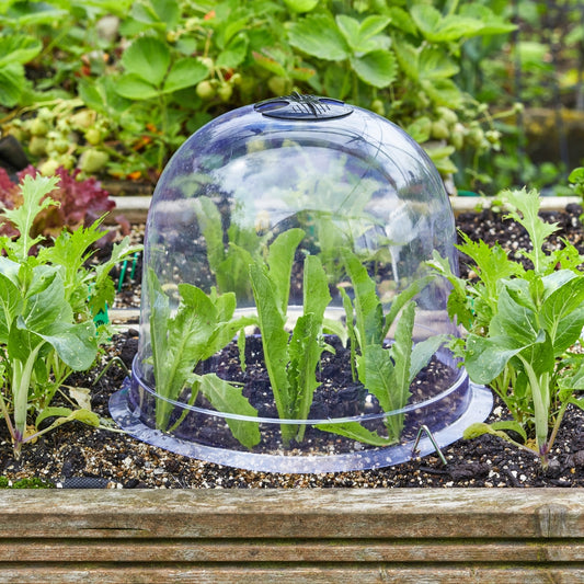 Bell Cloche Plant Protection Covers 3 Pack