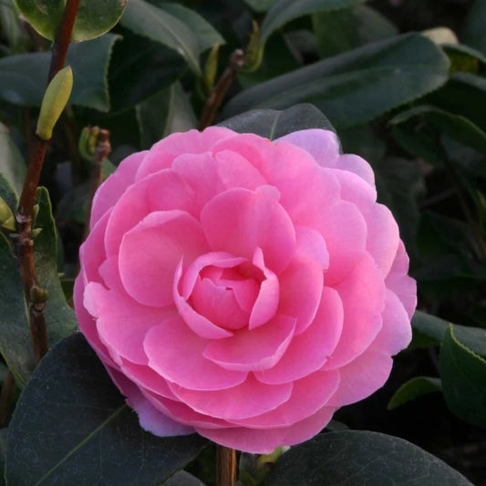 Camellia 'E G Waterhouse' 4L
