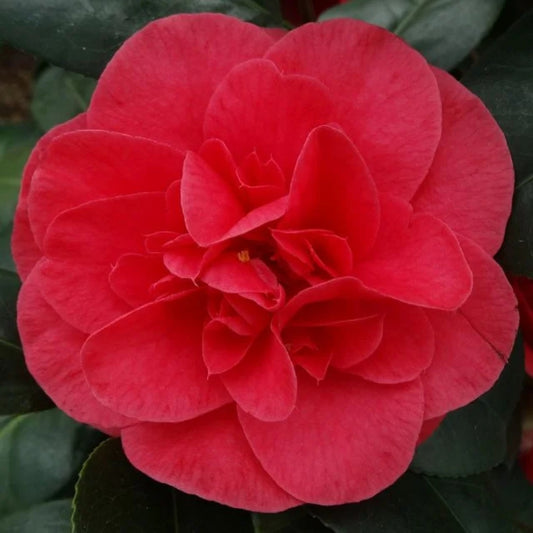 Camellia 'Lady Campbell' 4L