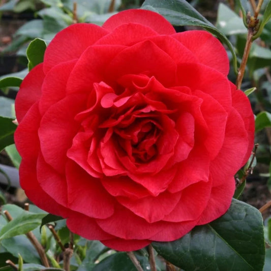 Camellia 'Les Jury' 4L