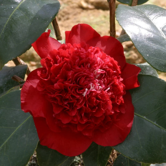 Camellia 'Ruby Wedding' 4L