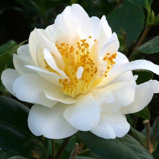 Camellia 'Silver Anniversary' 4L