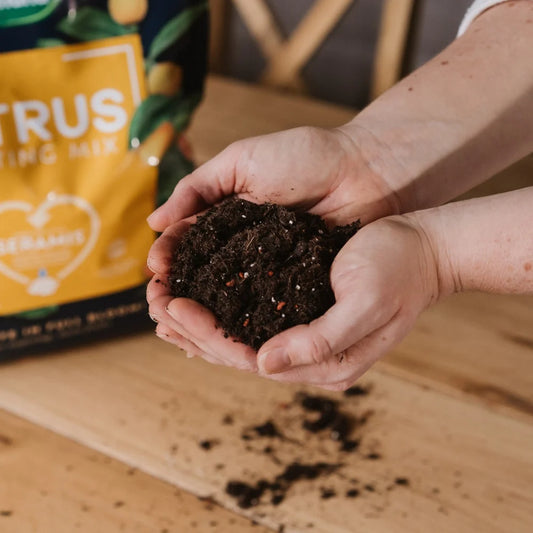 Westland Citrus Potting Mix Peat Free 10L