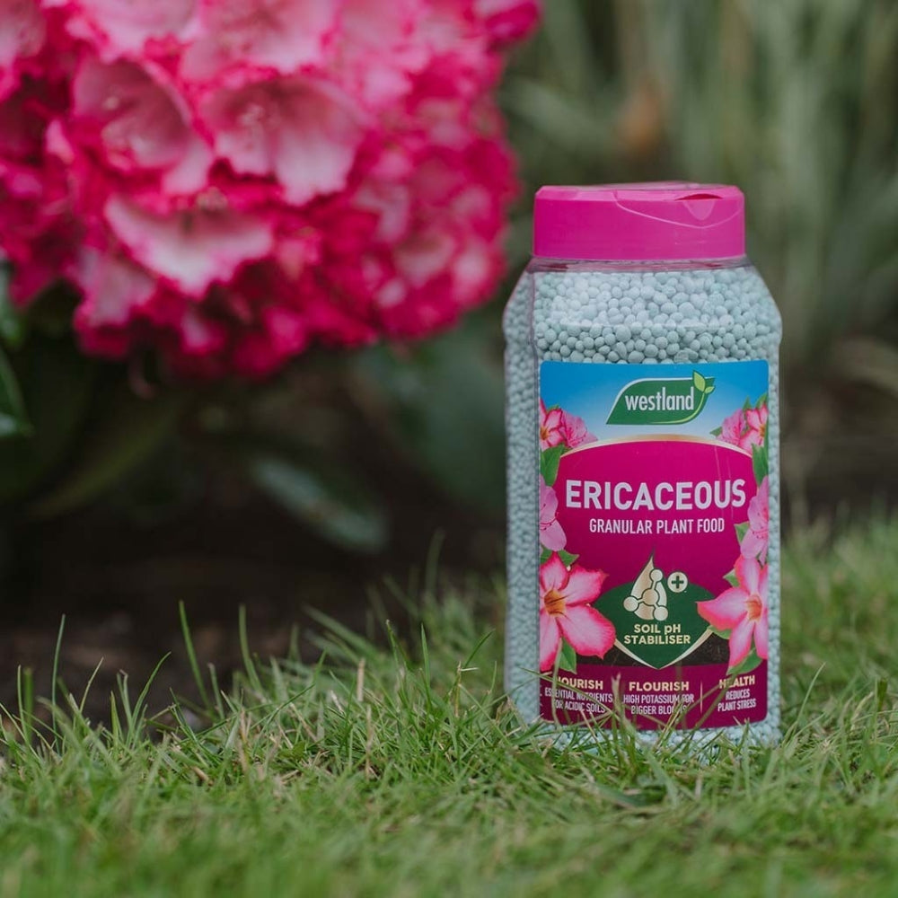 fertilizer for ericaceous plants Westland Ericaceous Plant Food Granules 900g