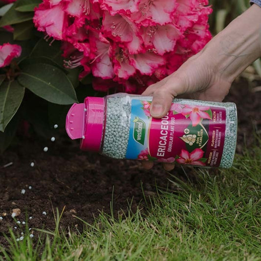 Westland Ericaceous Plant Food Granules 900g