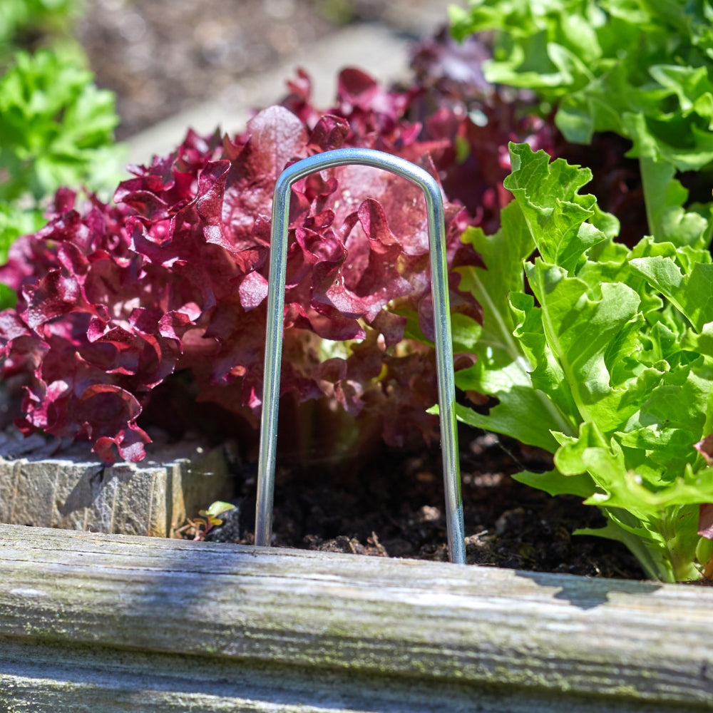 Galvanised Film & Fabric Staples 15cm 10 Pack