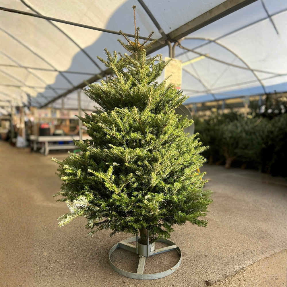 Korean Fir Premium Grade 175 to 200cm