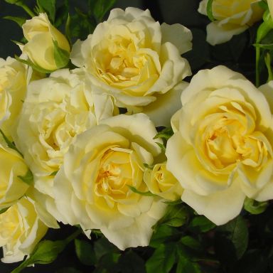 Rose 'Our Dream' Patio Rose 3L