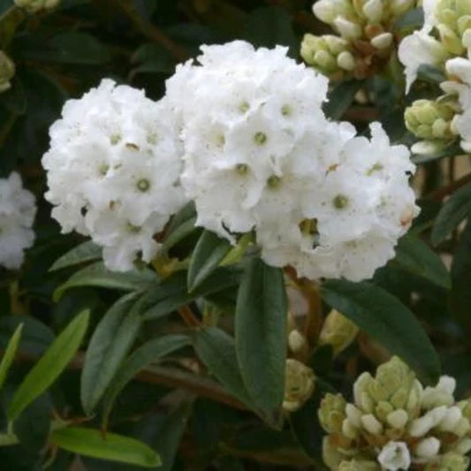 Rhododendron 'Arctic Tern' 3L