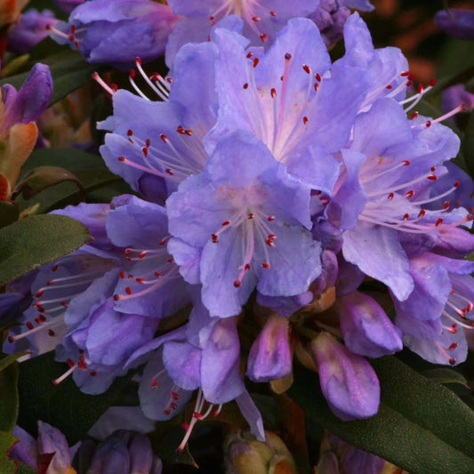 Rhododendron 'Blue Tit' 3L