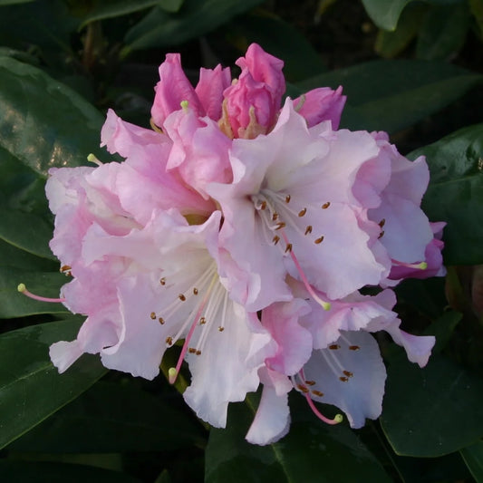 Rhododendron 'Christmas Cheer' 7.5L