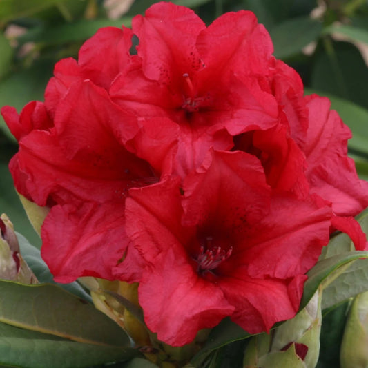 Rhododendron 'Dopey' 3L