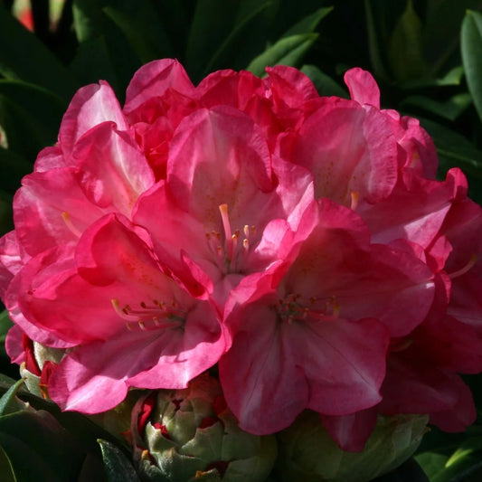 Rhododendron 'Fantastica' 3L