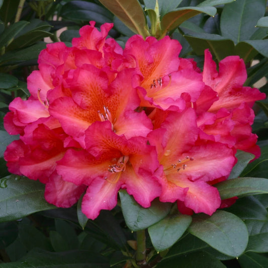 Rhododendron 'Golden Gate' 7.5L