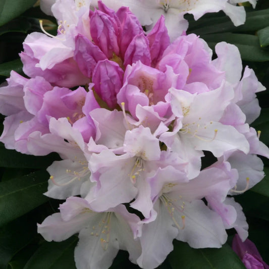 Rhododendron 'Hoppy' 3L