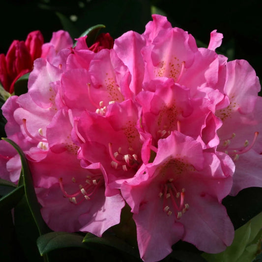 Rhododendron 'Kalinka' 3L