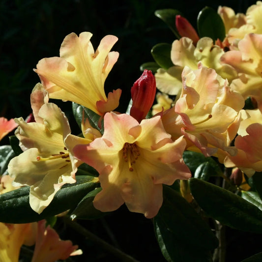 Rhododendron 'Nancy Evans' 3L