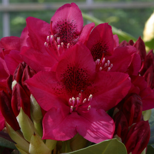 Rhododendron 'Nova Zembla' 7.5L