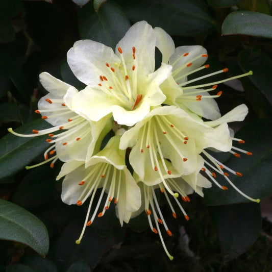 Rhododendron 'Princess Anne' 3L