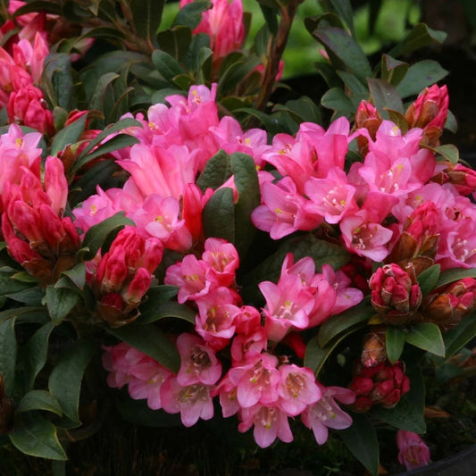 Rhododendron 'Razorbill' 3L
