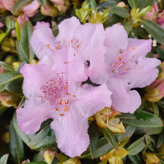 Rhododendron 'Robert Selegar' 3L