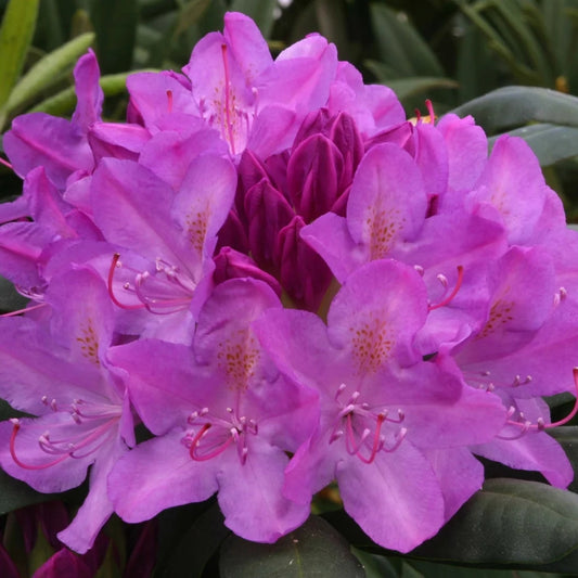 Rhododendron 'Roseum Elegans' 7.5L