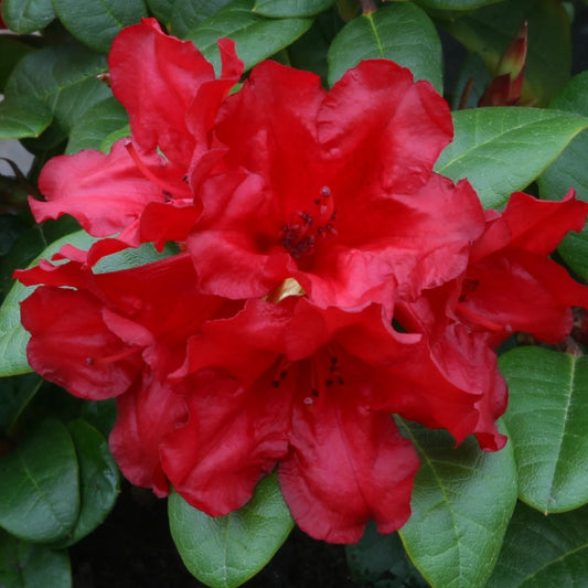 Rhododendron 'Scarlet Wonder' 3L