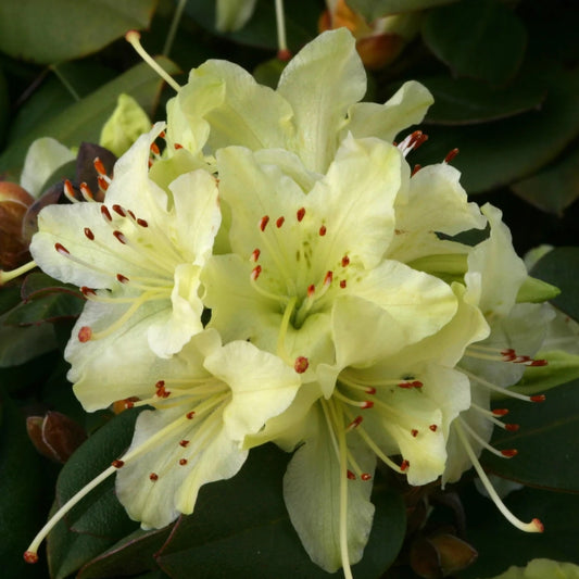 Rhododendron 'Shamrock' 3L