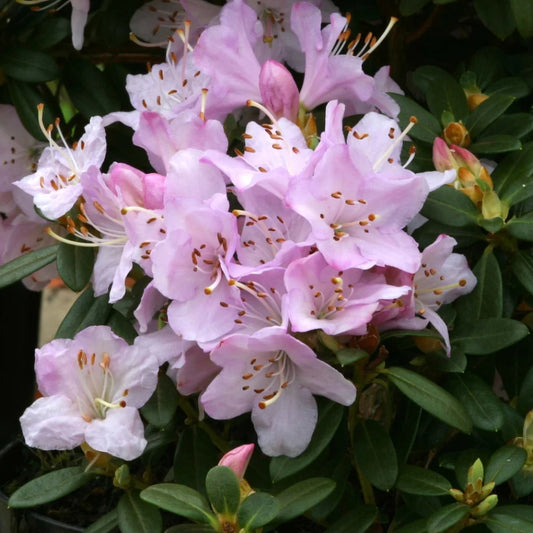 Rhododendron 'Snipe' 3L