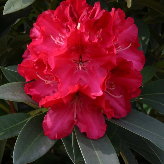 Rhododendron 'Wilgens Ruby' 7.5L