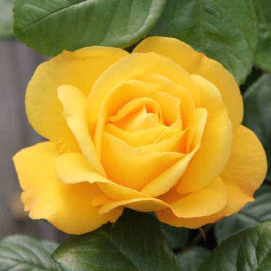 Rose 'Arthur Bell' Climbing Rose 4L