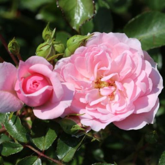Rose 'Bonica' Bush Rose 3L