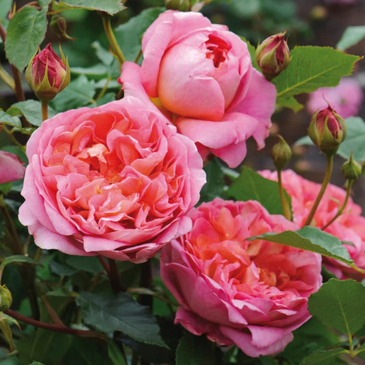 Rose 'Boscobel' English Shrub Rose 6L