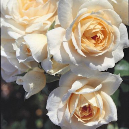 Rose 'Champagne Moment' Floribunda Rose 3L