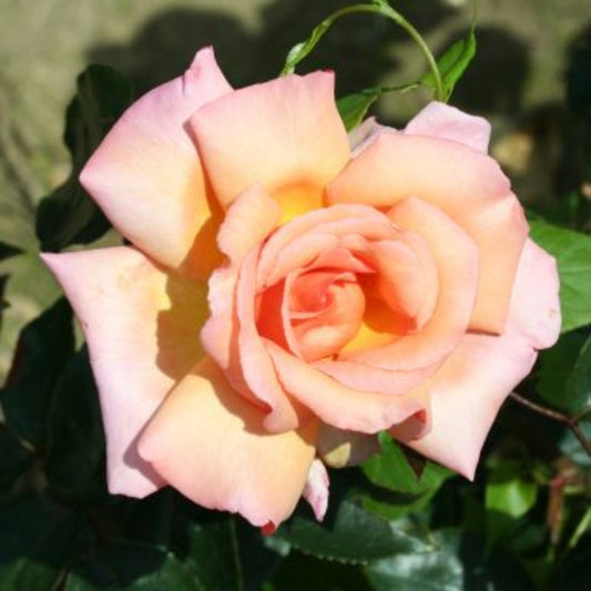 Rose 'Compassion' Hybrid Tea Climbing Rose 4L