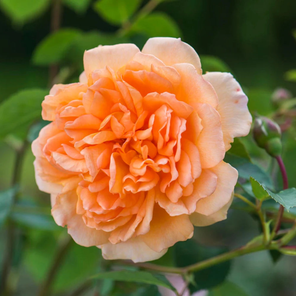 Rose ‘Dame Judi Dench’ English Shrub Rose 6L