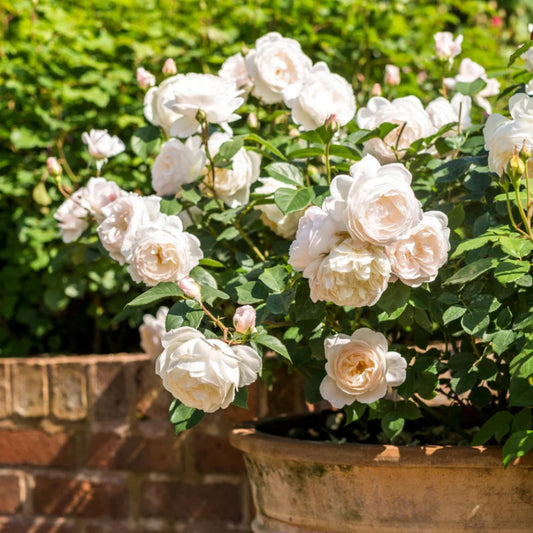Rose ‘Desdemona’ English Shrub Rose 6L