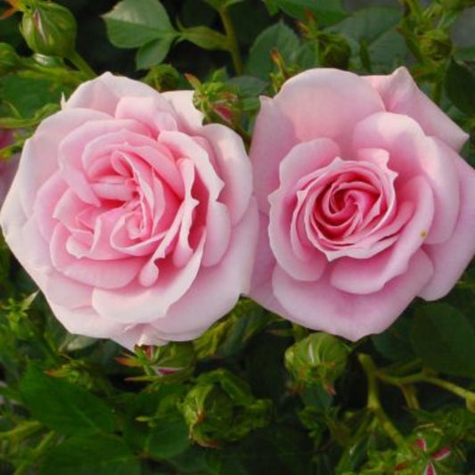 Rose 'Diamond Wishes' Patio Rose 3L